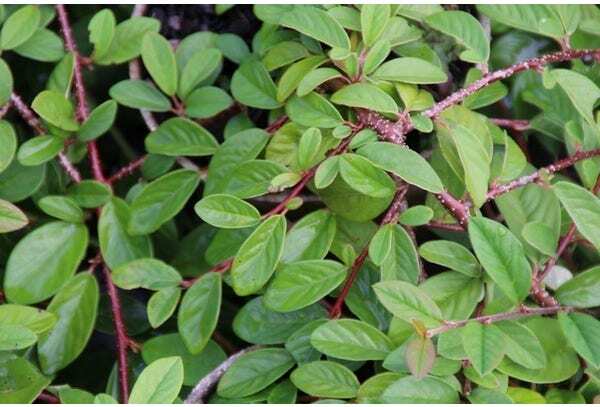 Dwergmispel (Cotoneaster dammeri 'Gelre') D 9 H 10 cm