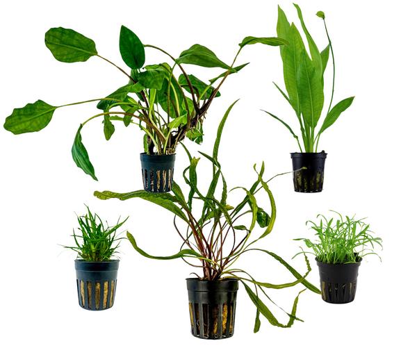 Dehner Aqua Aquarienpflanzen-Set Einsteiger