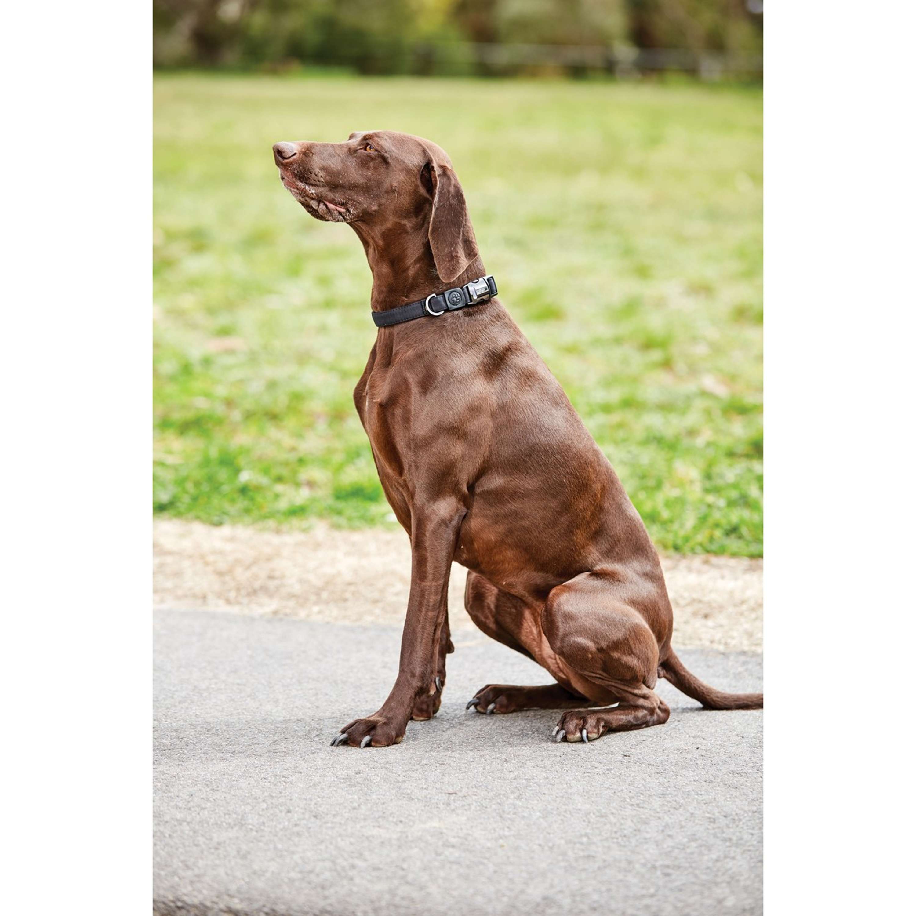 WeatherBeeta Dog Collar Elegance Black