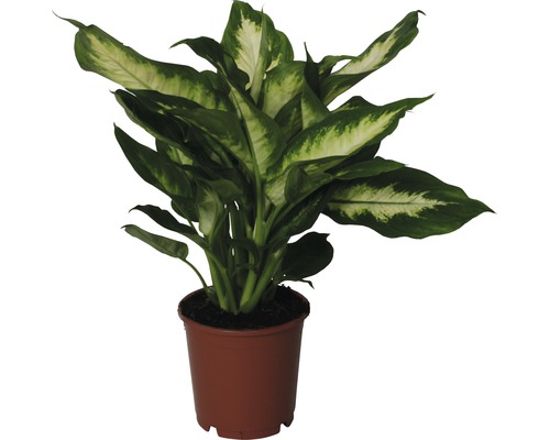 Dieffenbachia FloraSelf Dieffenbachia maculata 'Camilla' H 35-45 cm Ø 12 cm pot