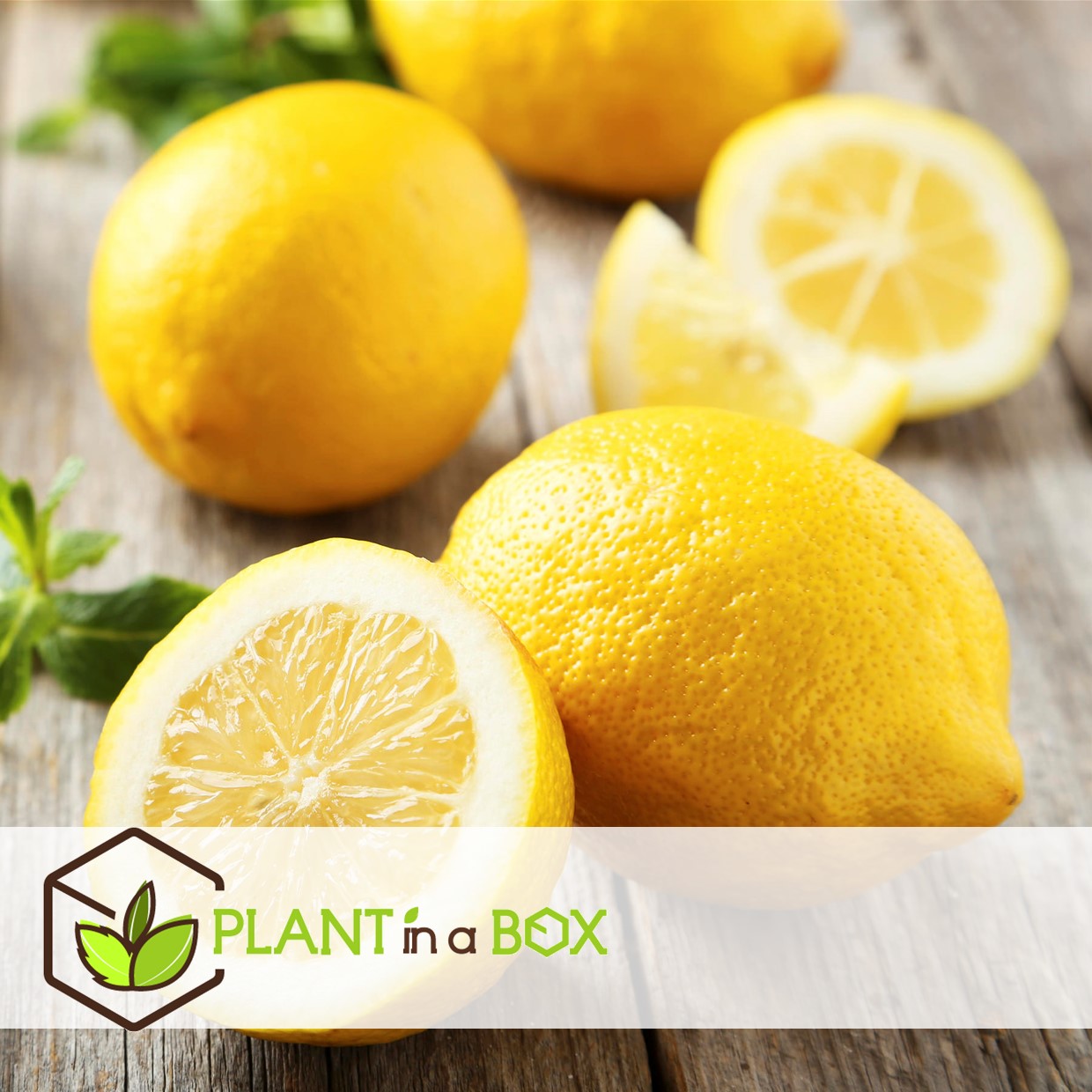 Citrus limon - citronnier - set de 2 - pot 19cm - hauteur 60-70cm