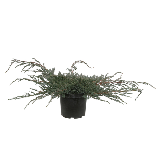 Genévrier écailleux (Juniperus squamata) 'Blue Carpet' 40/60 : pot 5L
