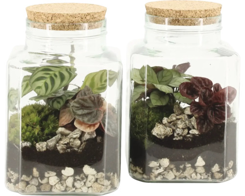 FloraSelf Flessentuin Complete Set - Sandy H 25 cm Ø 21 cm