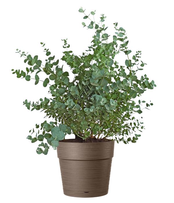 Deroma Kunststoff-Topf Vaso Save, rund