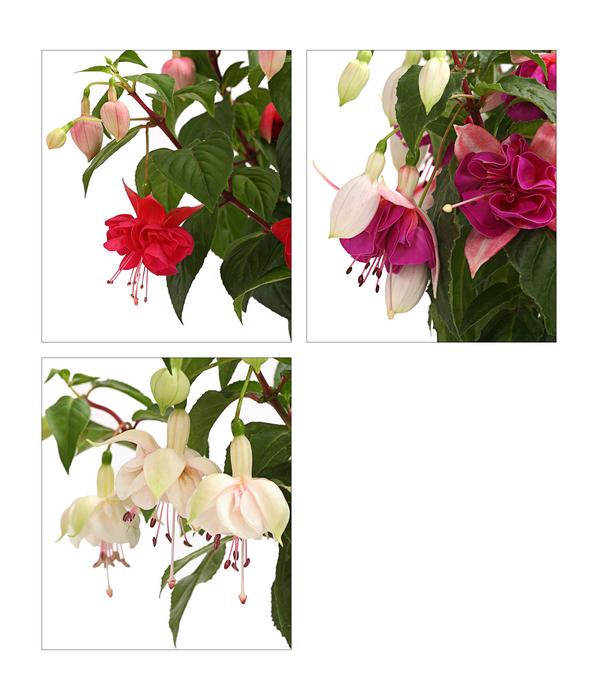 Fuchsie, verschiedene Sorten