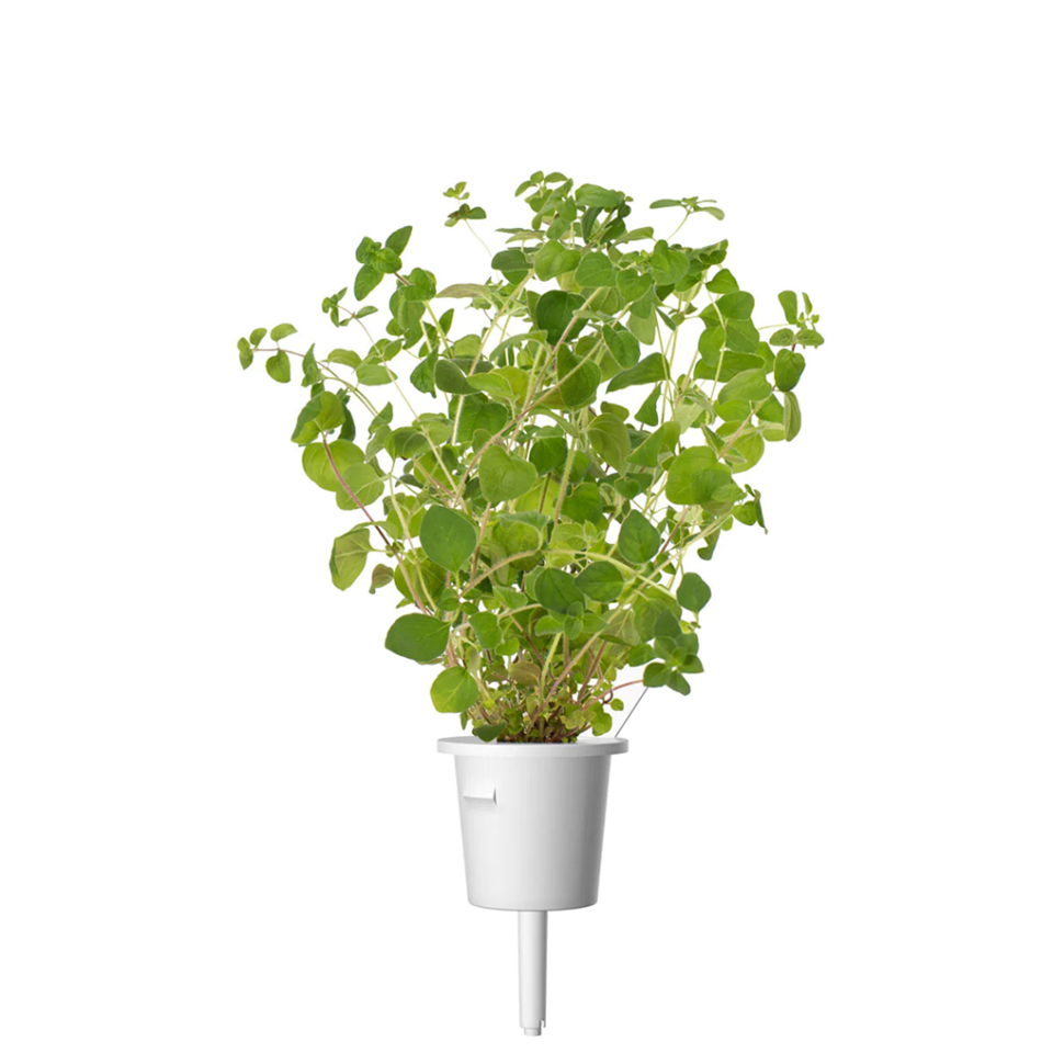 Click and Grow - Smart Garden Refill 3-pack Oregano