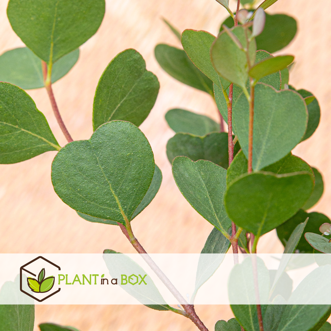 Eucalyptus botanic hearts - set de 2 - pot 19cm - hauteur 40-50cm