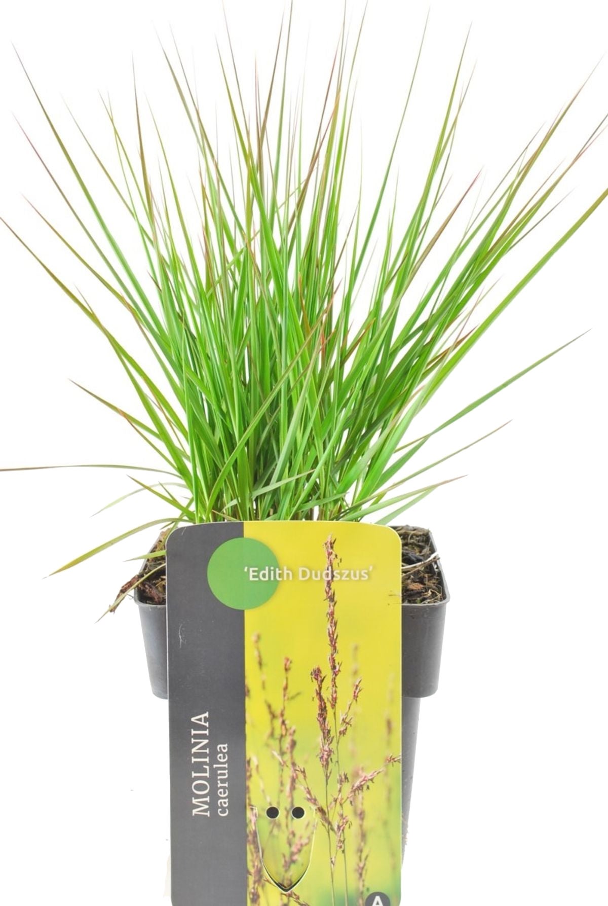 Pijpestrootje (Molinia caerulea 'Edith Dudszus') D 17 H 10 cm