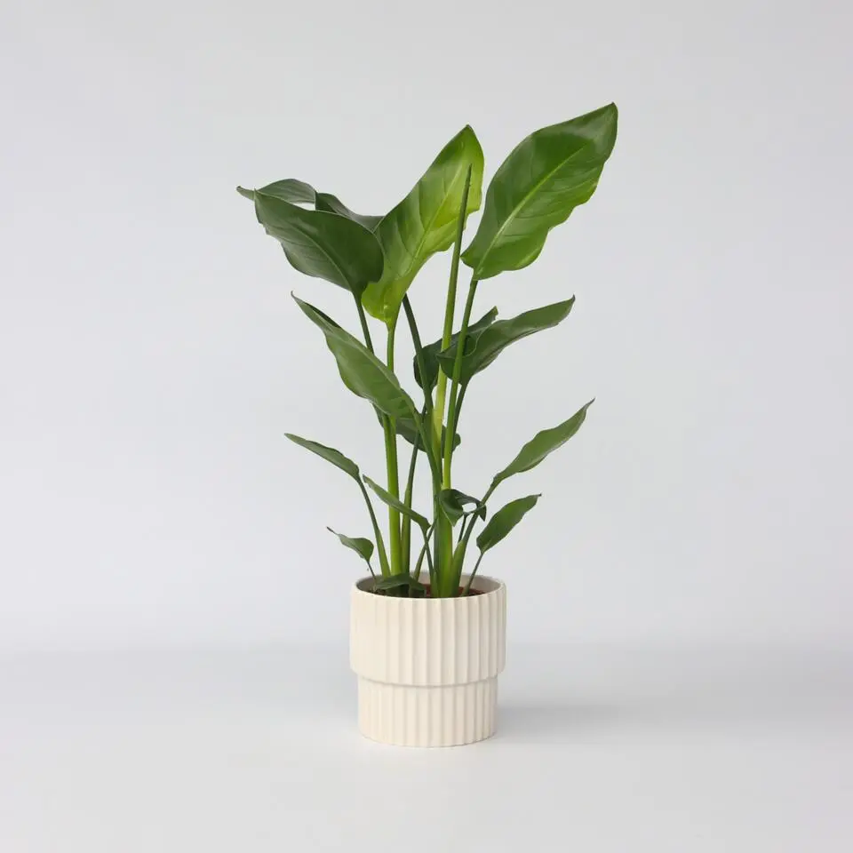 Paradijsvogelplant - Strelitzia nicolai - Hoogte 55-70cm - ⌀17cm