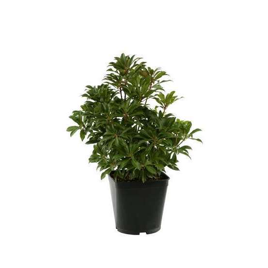 Pieris Collection générale : hauteur 30 à 40 cm, conteneur de 3 L