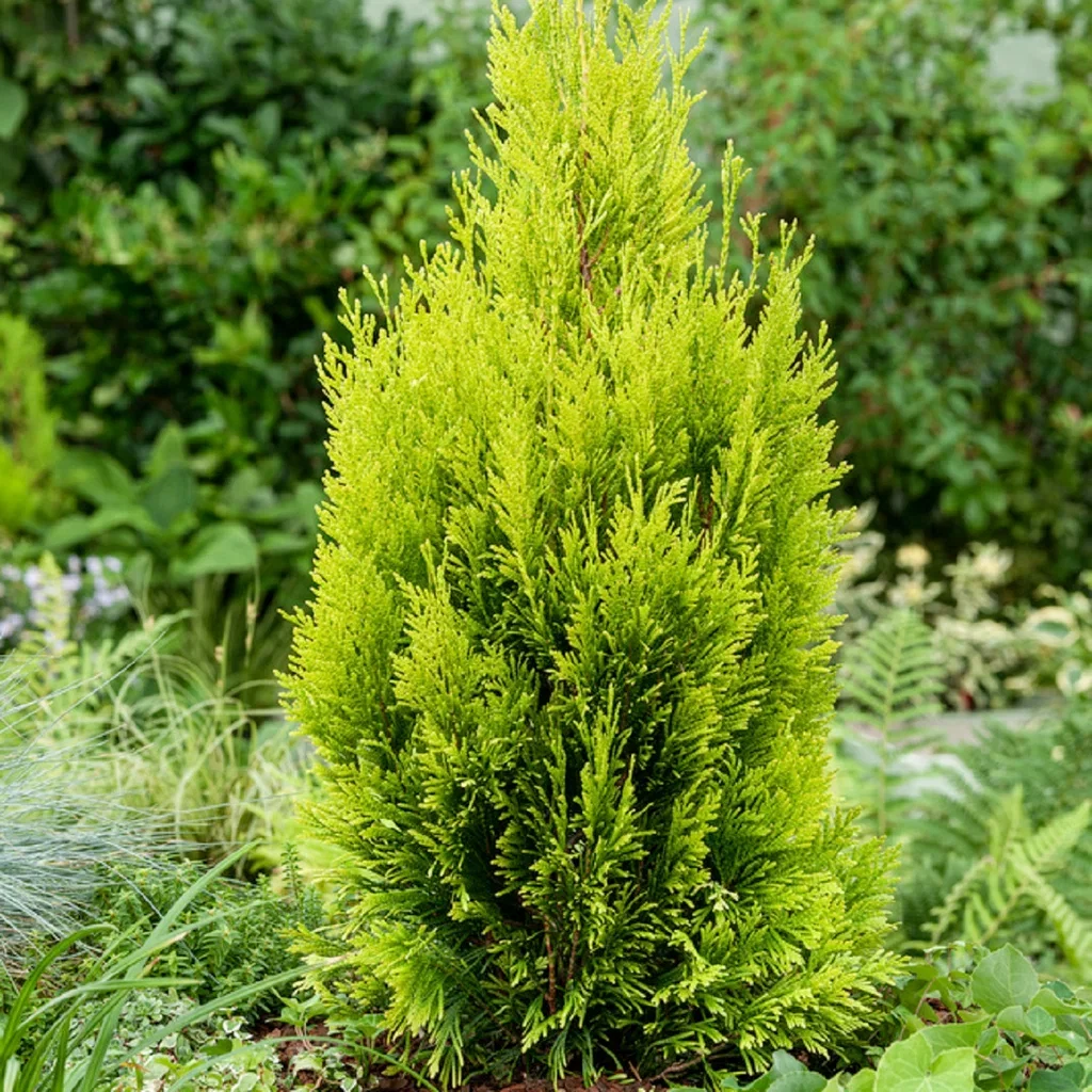 Thuja plicata GOLDY ('4ever') Kjempetuja GOLDY ('4ever') Høyde 40-60 cm
