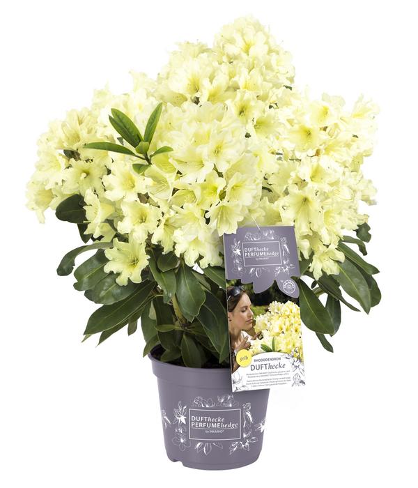 Rhododendron Inkarho® 'Dufthecke',