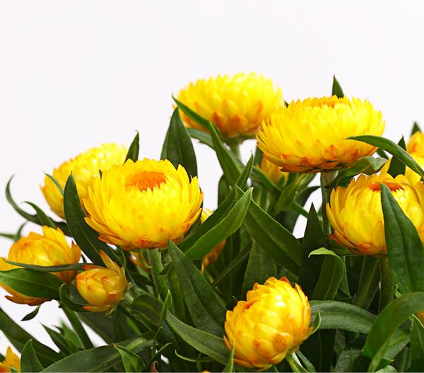 Beet- & Balkonpflanzen-Set Sonnenkuss,