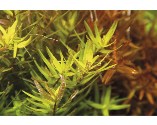 Rondbladige Rotala Laos - Rotala rotundifolia Laos