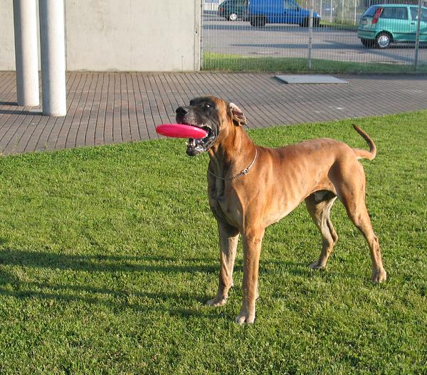 Healthy Hundespielzeug Fly, ca. Ø22 cm