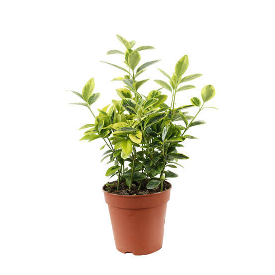 Euonymus japonicus : pot d.14cm - Variétés variables