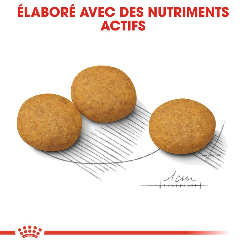 Royal Canin Medium Dermacomfort à prix discount sur bitiba.fr