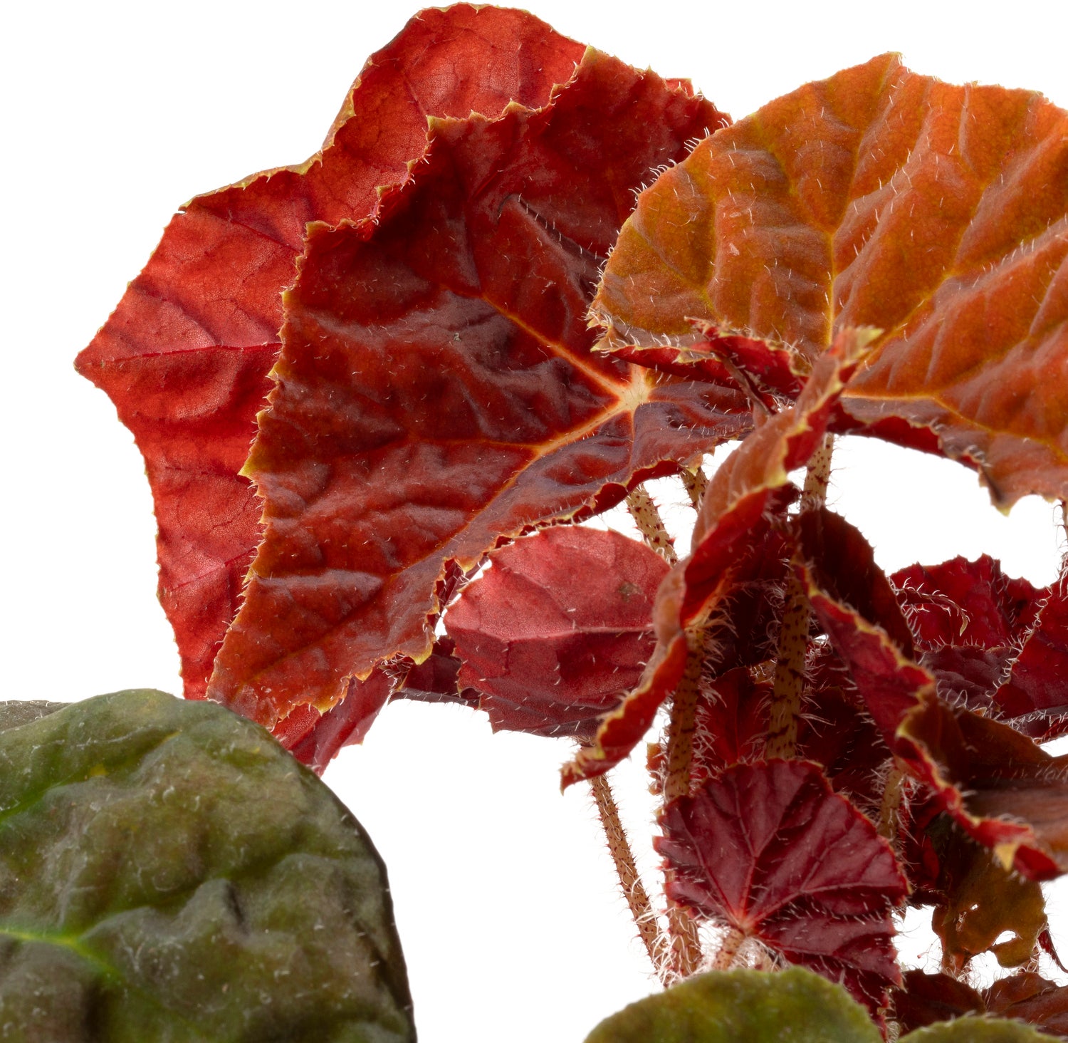 Biologische Bladbegonia (Begonia 'Autumn Ember') D 11 H 15 cm
