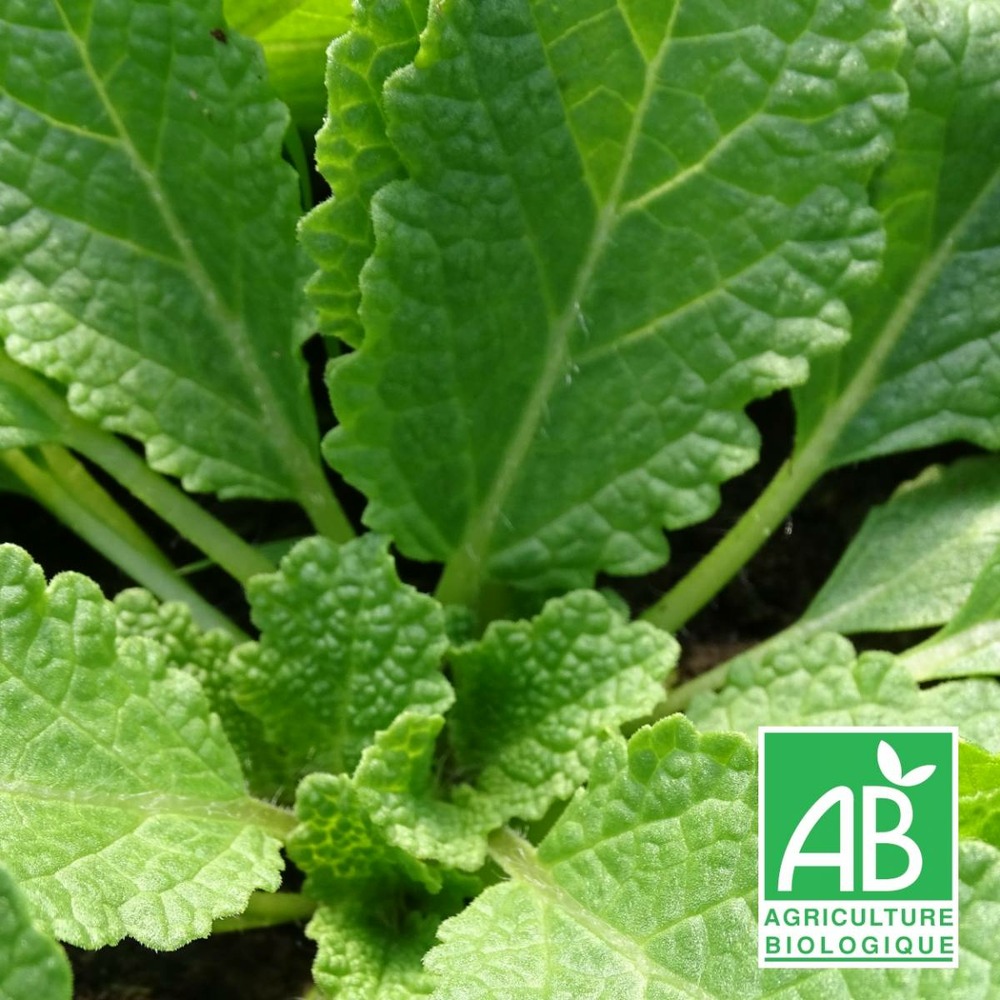 Sauge verveine bio/salvia verbenaca[-]lot de 9 godets