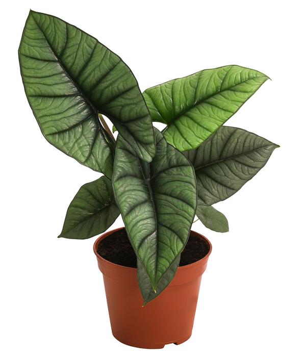 Pfeilblatt - Alocasia 'Platinum'