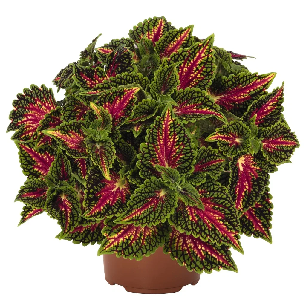 Plectranthus 'Spacecake' Praktspragle 'Spacecake' Ø12 cm