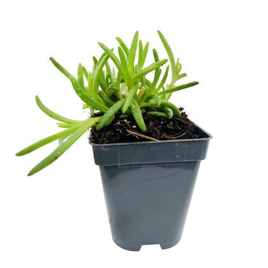 Pourpier vivace 'WoW Hot Pink Wonder'® :godet