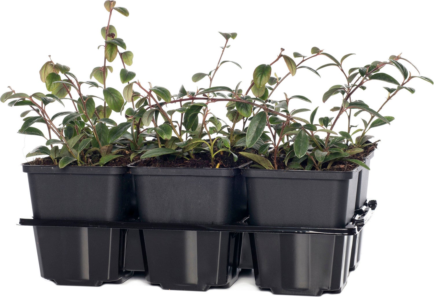 Dwergmispel (Cotoneaster Dammeri) D 9 H 15 cm