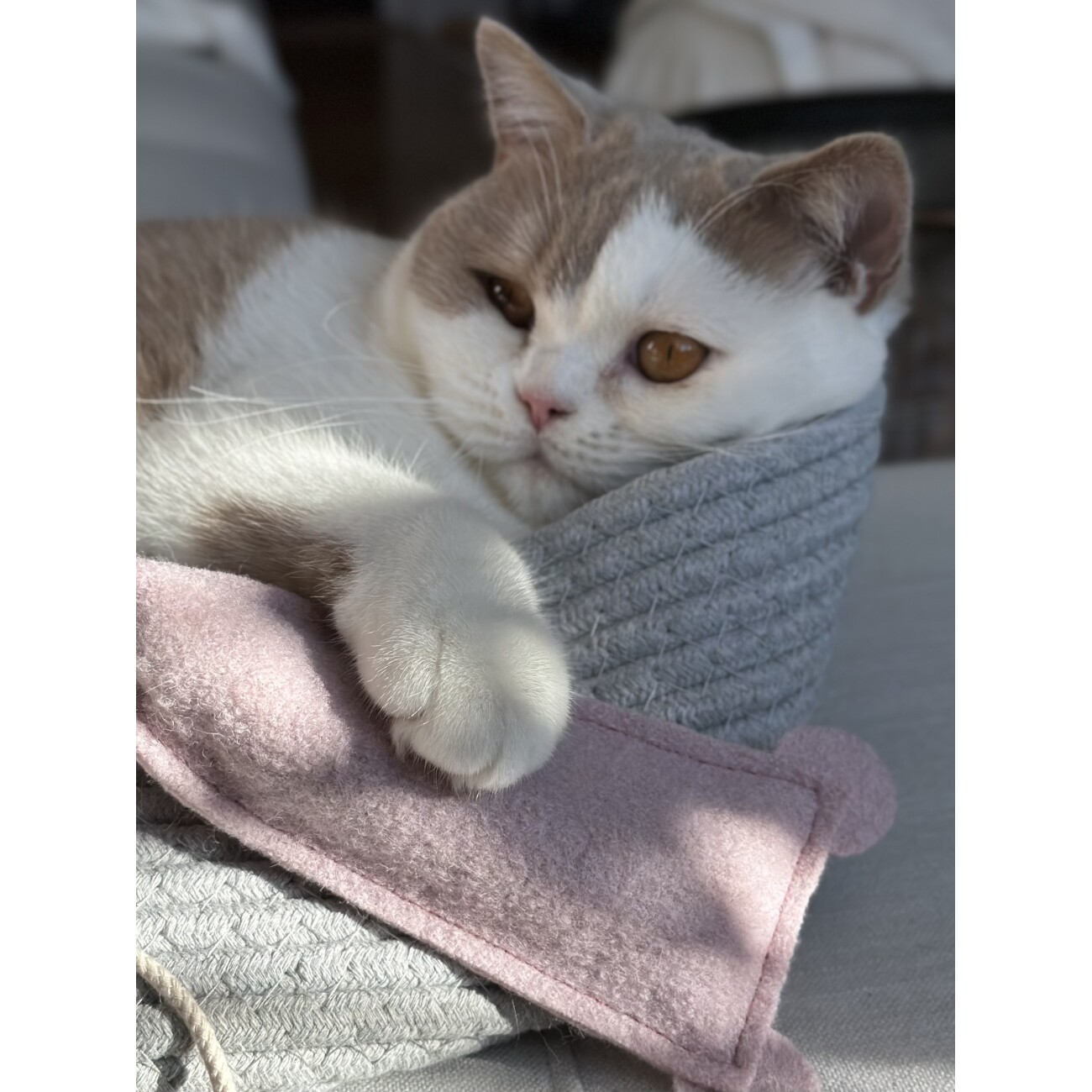 Kater Kasimir 2 x MÄUSERICH - Die XL Spielmaus, handgenäht aus echtem Wollfilz mit Katzenminze- und Baldrianwurzel-Füllung