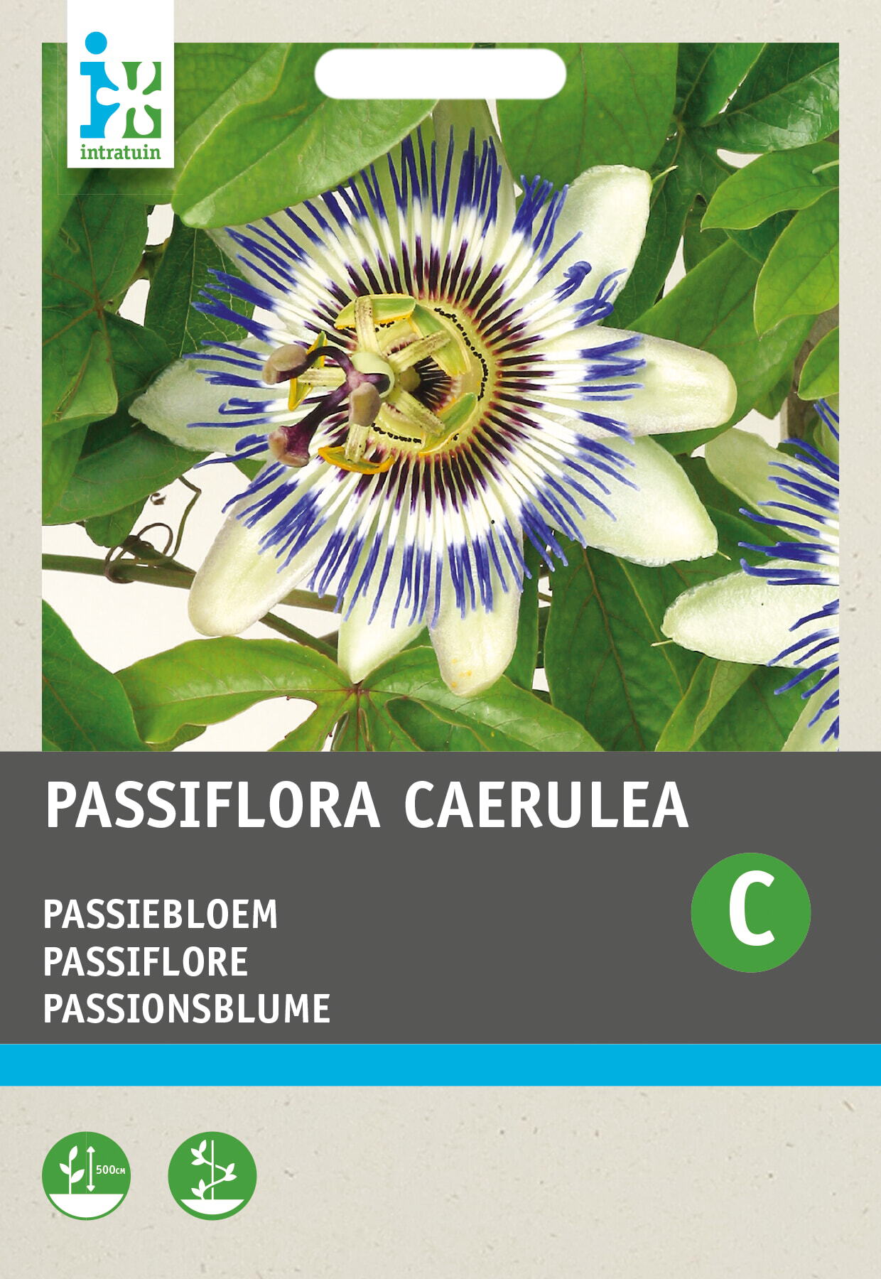 Intratuin bloemenzaad Passiebloem blauw (Passiflora caerulea)