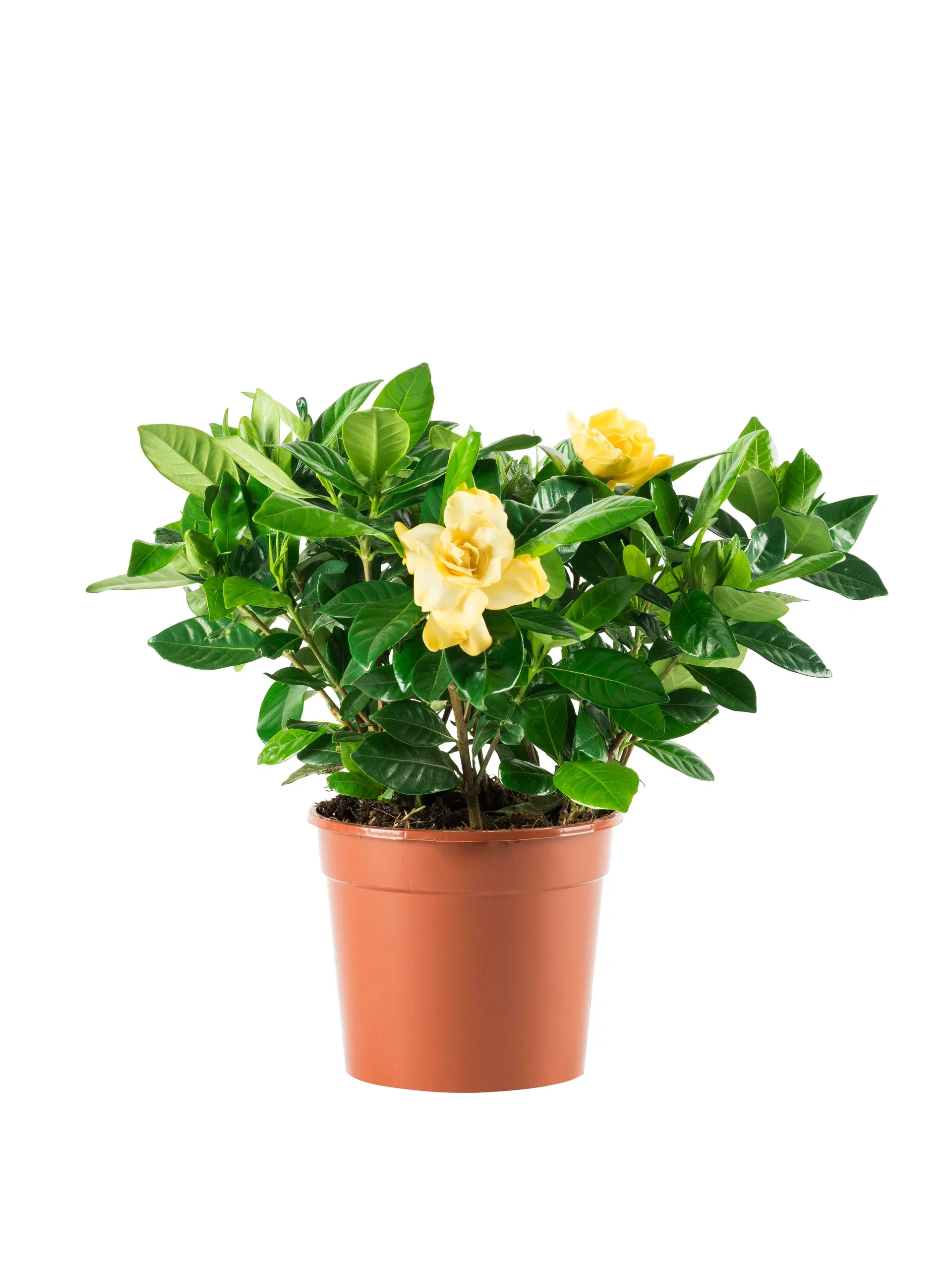 Gardenia jasminoides Gardenia Høyde 30 cm