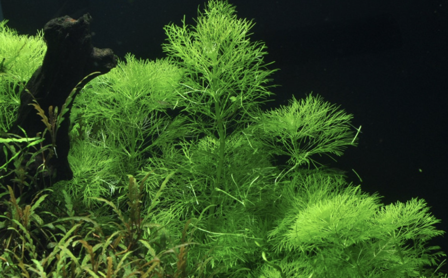 Waterplant Limnophila Aquatica - Invitro