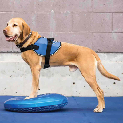 FitPAWS Balancekissen Balance Disk blau