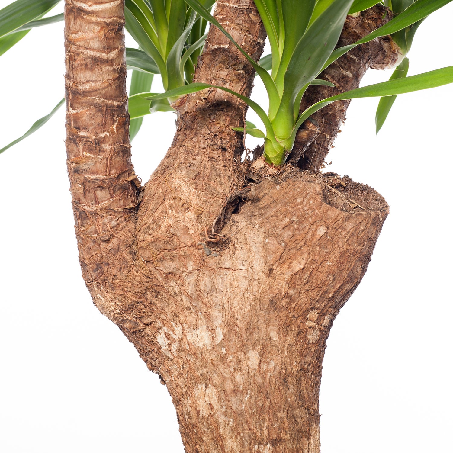Yucca vertakt (Yucca elephantipes) D 27 H 110 cm