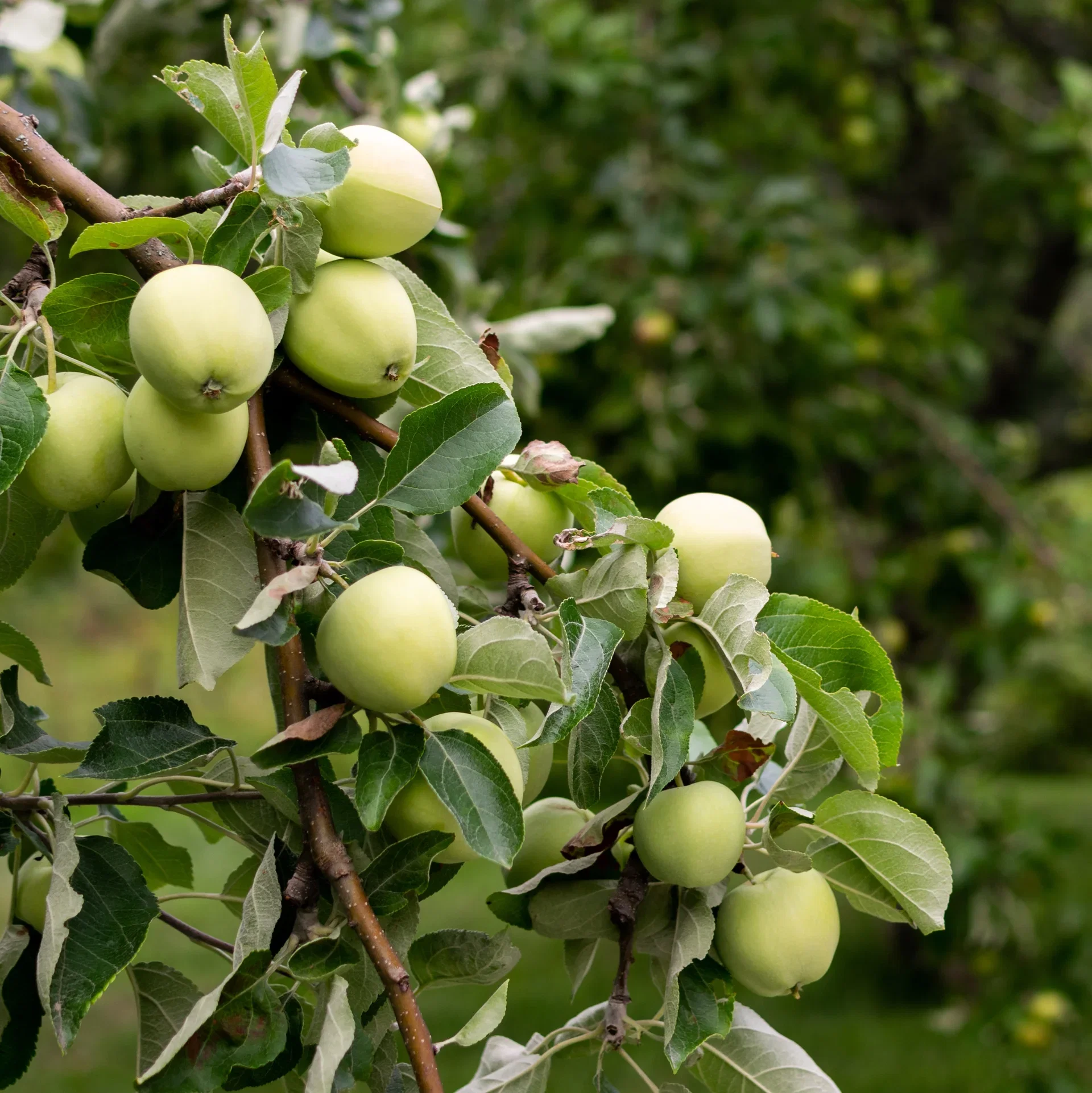 Malus domestica 'Transparente Blanche' Eple 'Transparente Blanche' Geneva 202® Høyde 150-200 cm