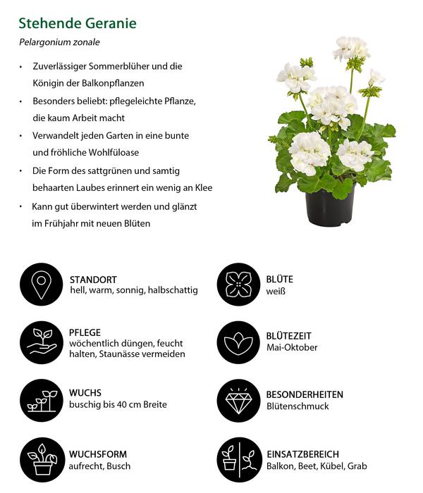 Beet- & Balkonpflanzen-Set Sommerliebe,