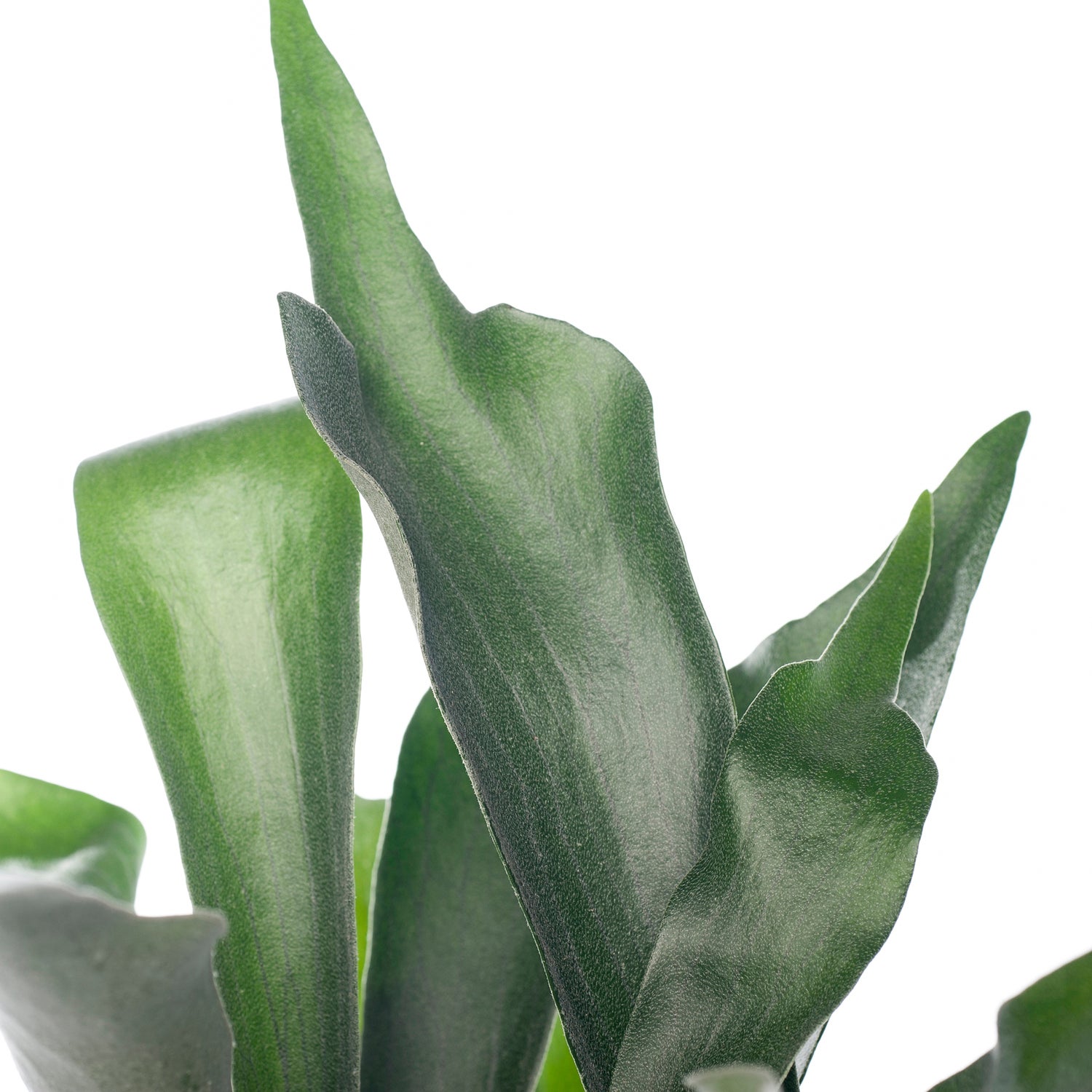 Hertshoornvaren (Platycerium bifurcatum) D 12 H 35 cm