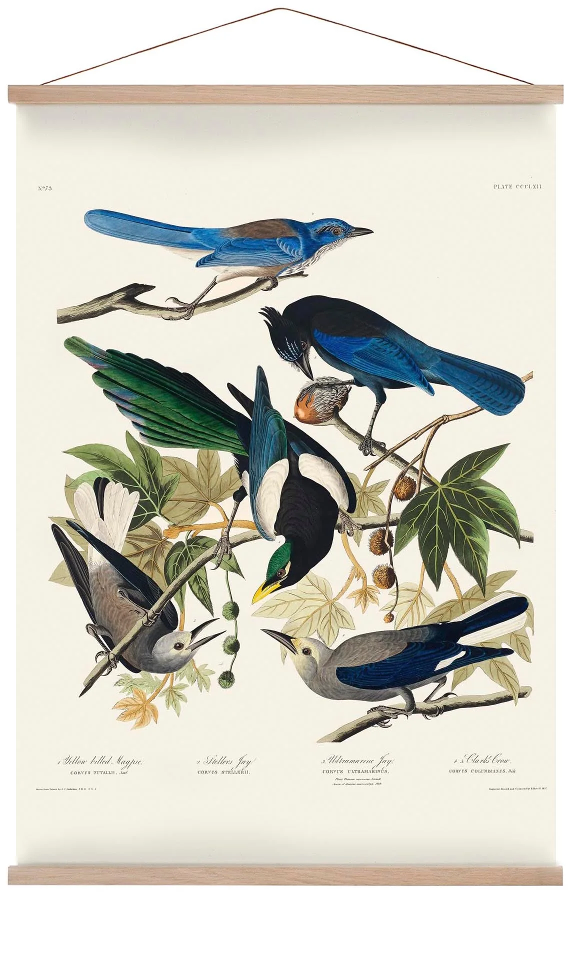 Gelbschnabelelster, Stellers Jay, Ultramarine Jay und Clark's Crow - Birds of America