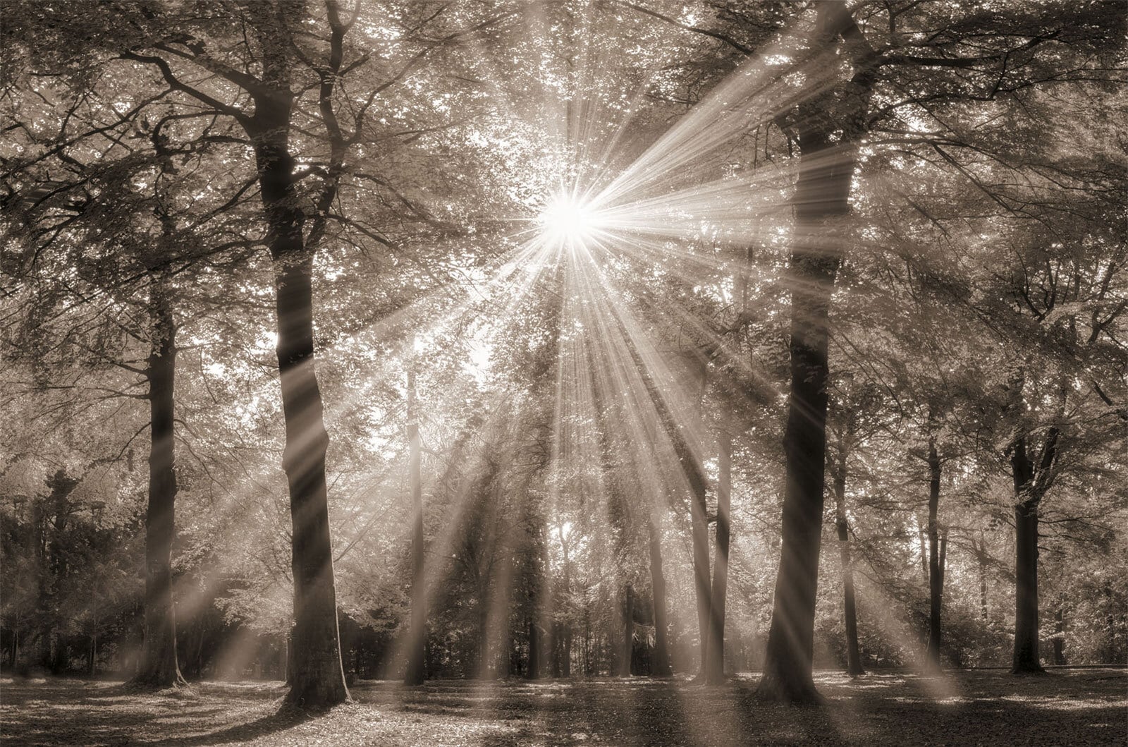 Keilrahmen Wald sepia 118 x 78