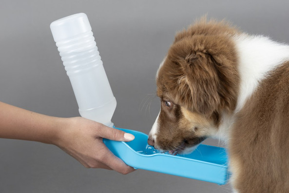 Flamingo f-512287 - Bouteille Gourde avec Gamelle Intégrée pour Chiens