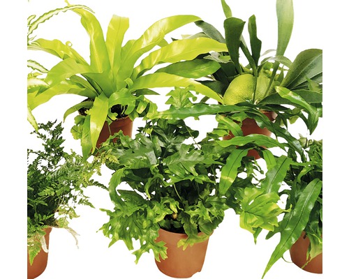 Varenmix FloraSelf Ø 12 cm pot willekeurige selectie van soorten