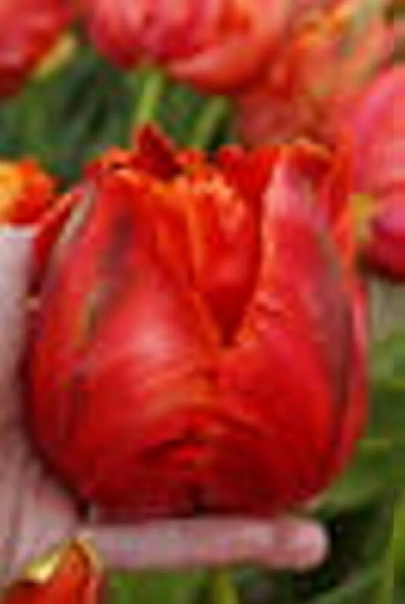Tulipa gesneriana (Parrot Tulip-Group) 'Avignon Parrot' Papegøyetulipan 'Avignon Parrot'