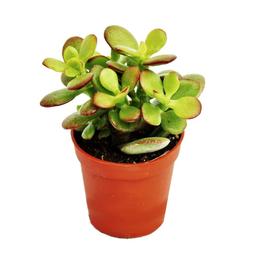 Crassula portulacea minor - penny tree - en pot de 5,5 cm