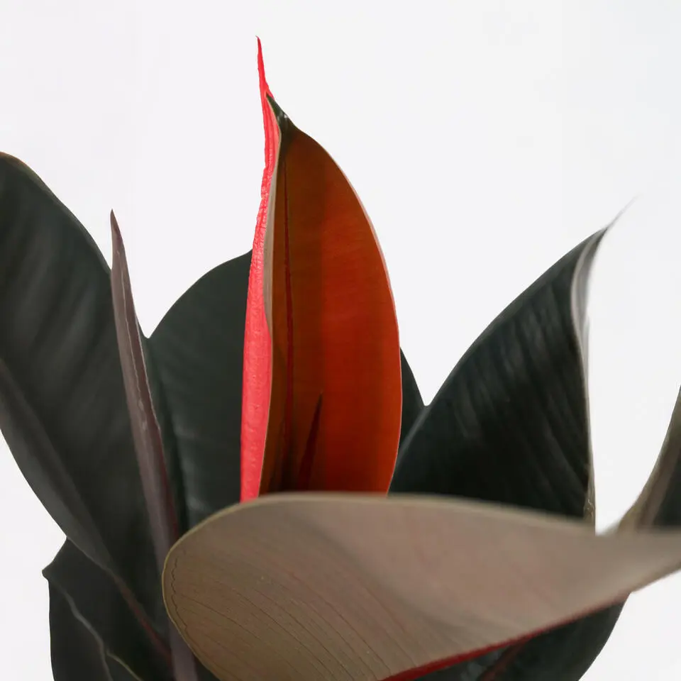 Rubberplant - Ficus Elastica 'Abidjan' - Hoogte 75-100cm - ⌀24cm