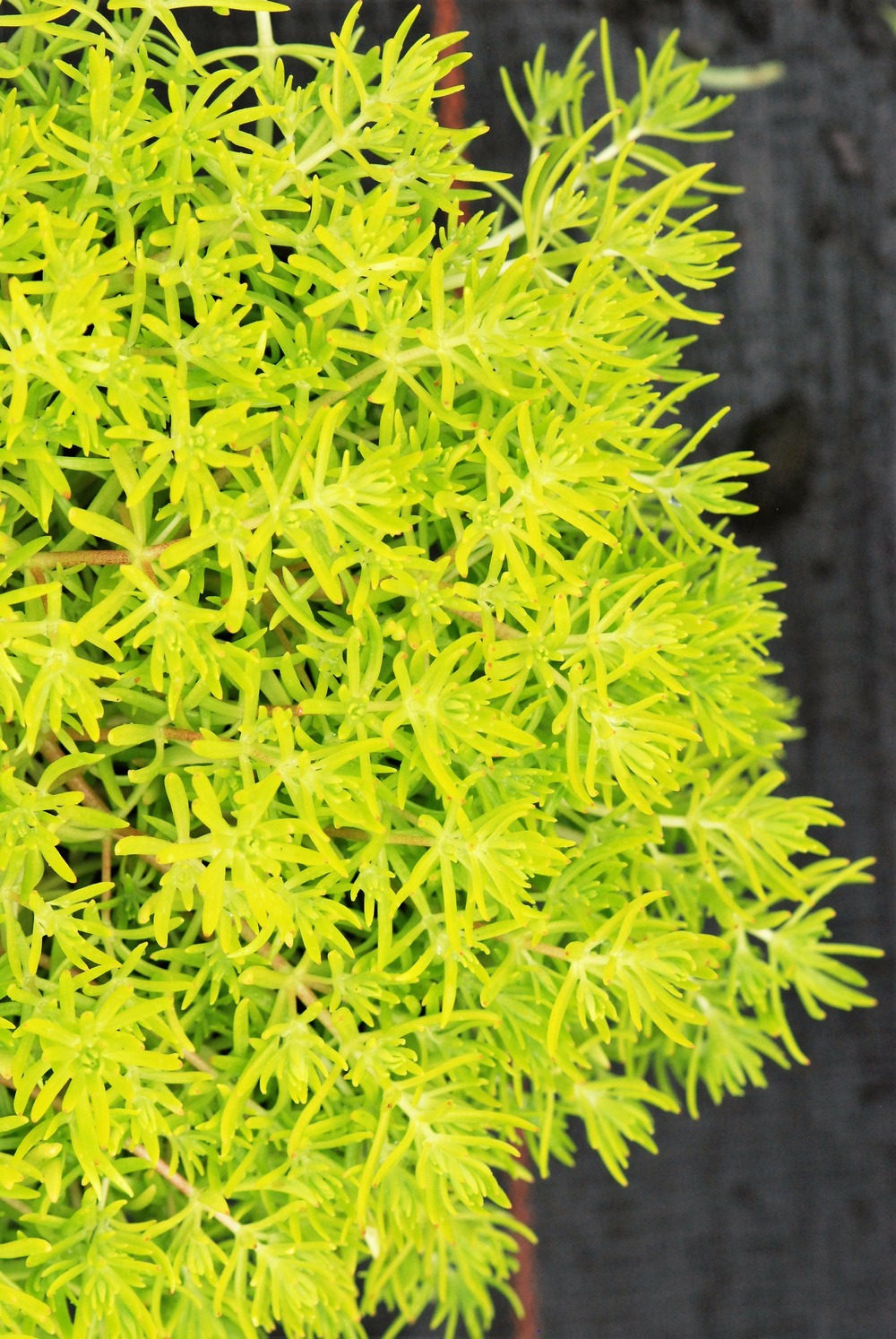 Orpin 'yellow cushion' - 3l