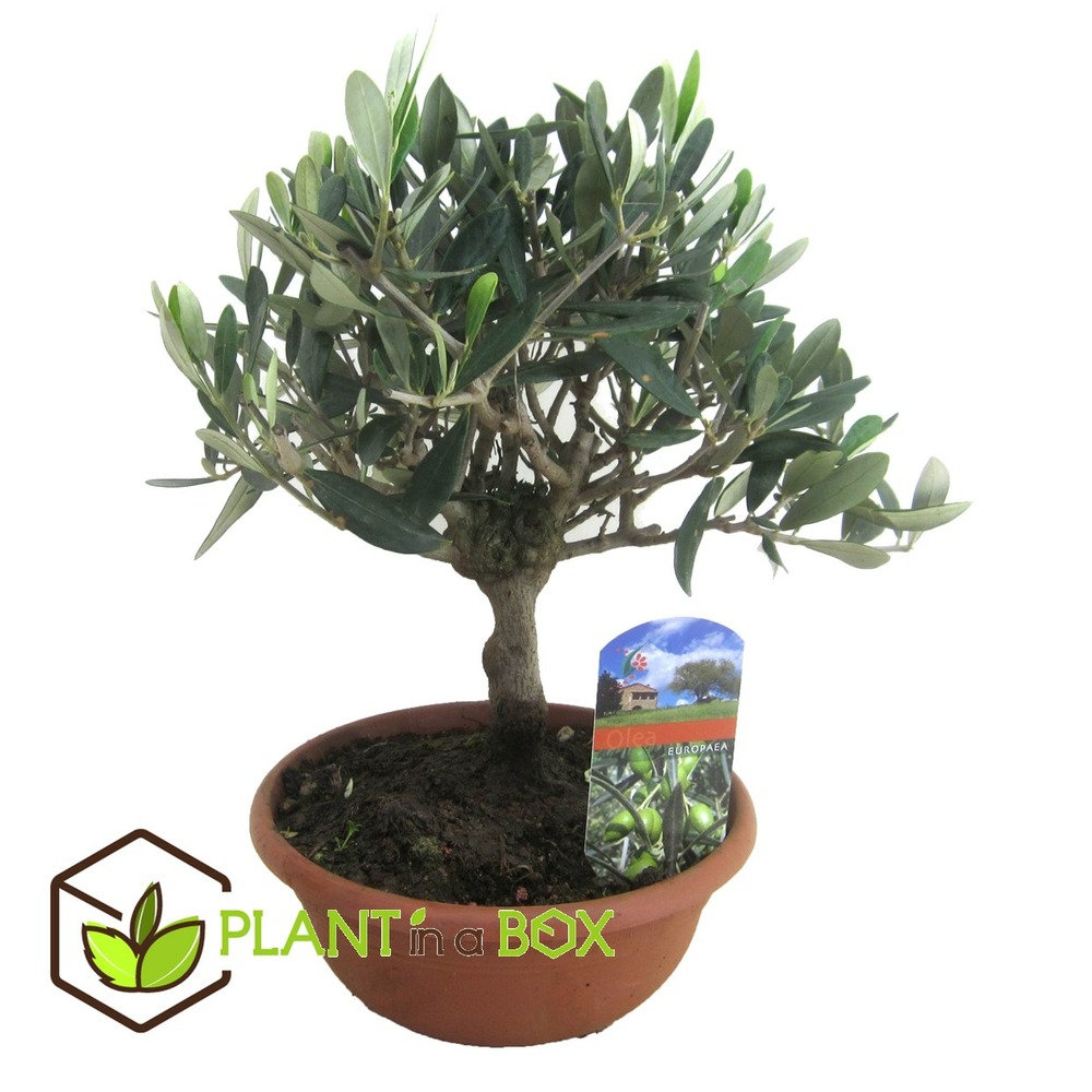 Olea europaea - olivier bonsaï dans une coupe - pot 21cm - hauteur 30-40cm
