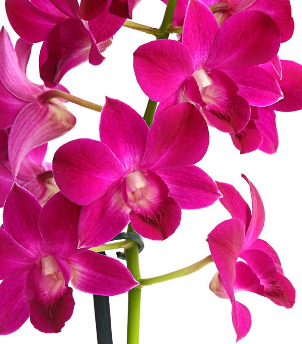 Dendrobium - Dendrobium cultivaris,