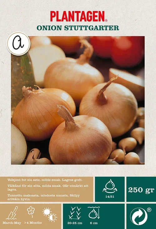 Onion  Stuttgarter Løk 'Stuttgarter Riesen'