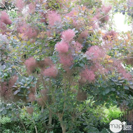 Cotinus x ' Grace ' : H 40/60 cm : ctr 4 litres