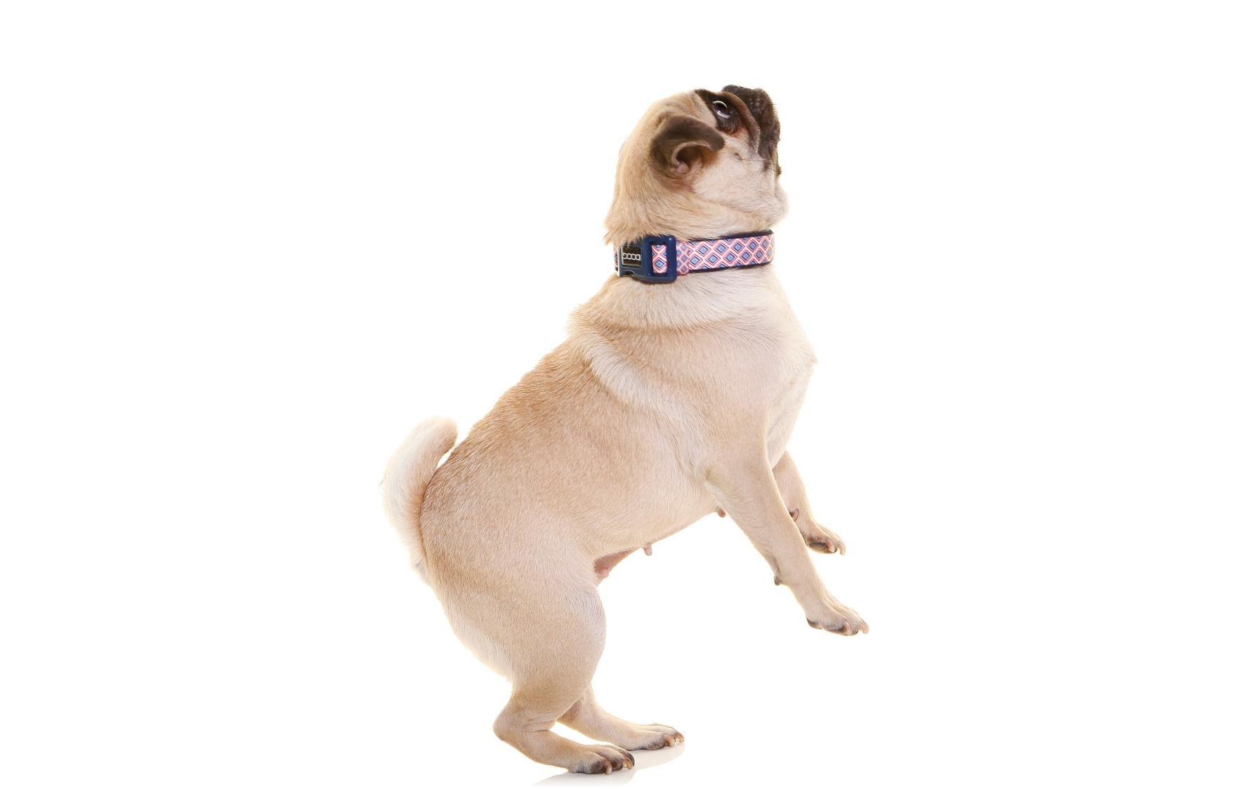 Halsband Gromit XS Blau / Weiss / RotLeichtes Hundehalsband aus Neopren