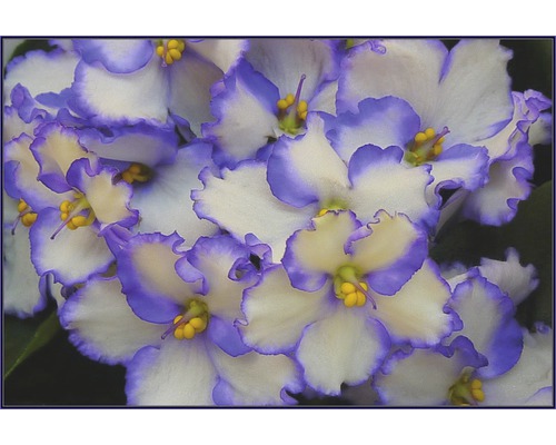 Afrikaanse Viooltjes Mix FloraSelf Saintpaulia H 20 cm Ø 12 cm Pot Willekeurige Variatie Selectie